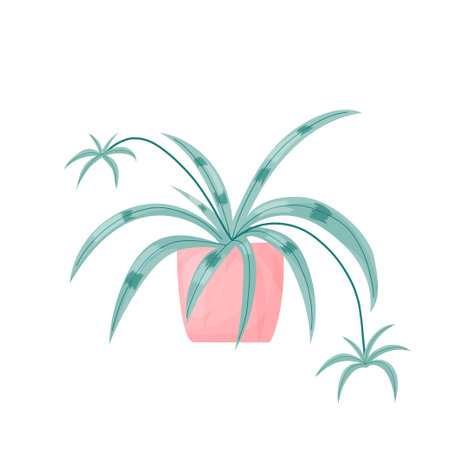 Chlorophytum, Spider plant. Vector illustration.のイラスト素材