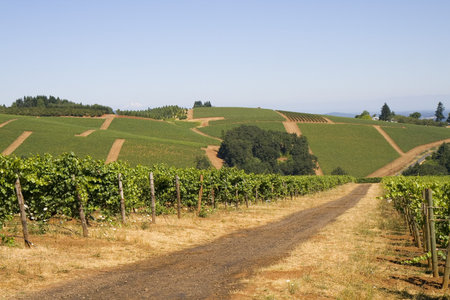 This is a Red Dirt Road Thru Winery on Dundee Hill Oregonの写真素材
