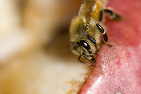 This is a Yellow Jacket Bee on the Edge of an Apple