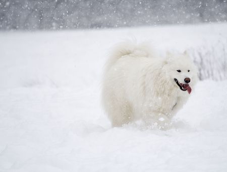 this is a A snow husky surveys his kingdom of whiteの写真素材