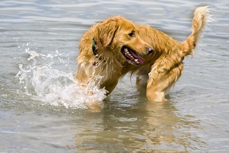 this is a golden retriever playing in waterの写真素材
