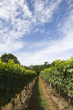 This is Vineyard Rowsの写真素材