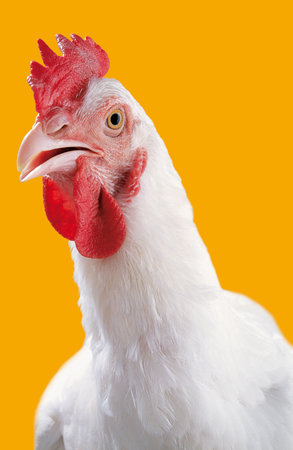 Studio portrait of a white chicken