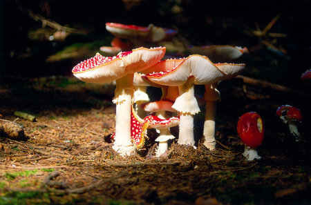 A family of red mushrooms in woods sunbathing