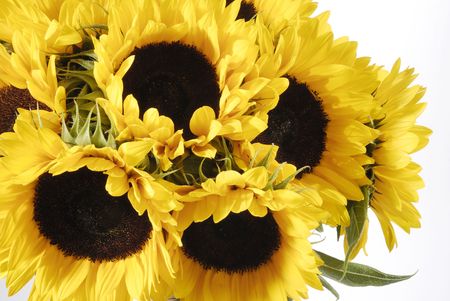 The Sunflowers bunch closeupの写真素材