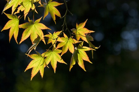 The maple leaves on the branchの写真素材