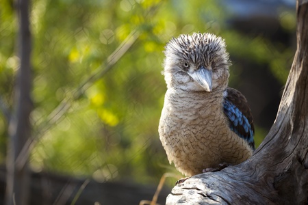 Kookaburra Dacelo novaeguineae Kingfisher from Australia with a funny look の写真素材