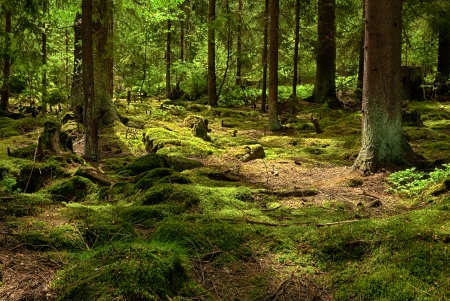 The primeval forest with mossed ground-HDRの写真素材