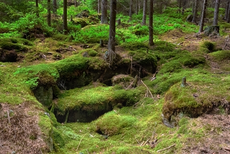 The primeval forest with mossed ground-HDR
の写真素材