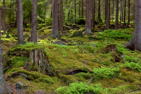 The primeval forest with mossed ground-HDR
の写真素材