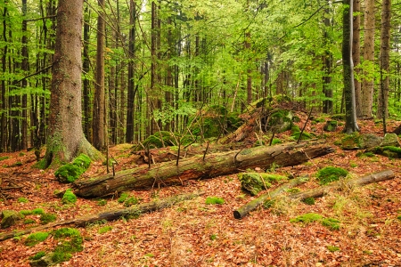 The primeval forest with mossed boulders-HDRの写真素材