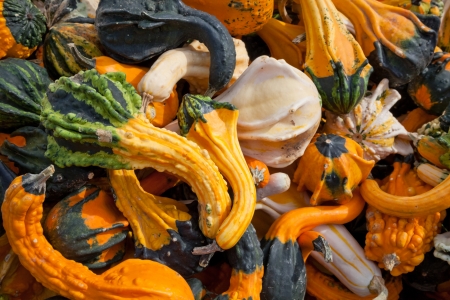 Pile of the Squashの写真素材