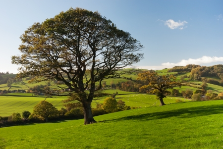 The English tree stand alone in the countrysideの写真素材