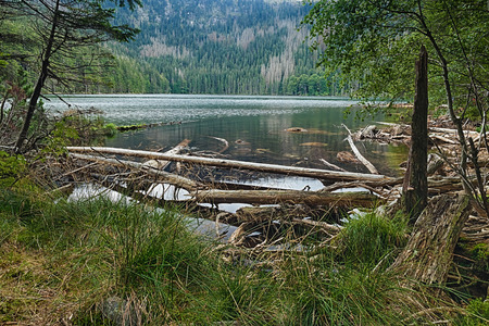 Glacial Devil`s Lake surrounded by the forest in South Bohemiaの写真素材