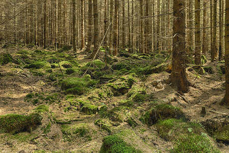 The primeval forest with mossed ground and bouldersの写真素材