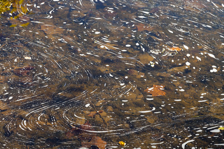 Colorful background of autumn leavesの写真素材