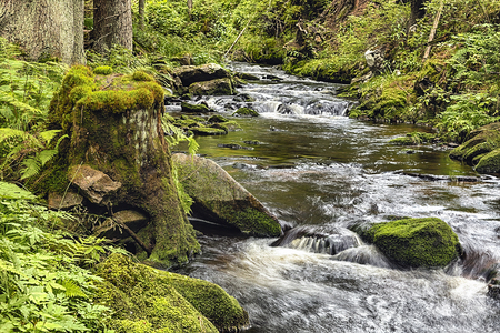 The primeval forest with mossed ground and the creek - HDRの写真素材