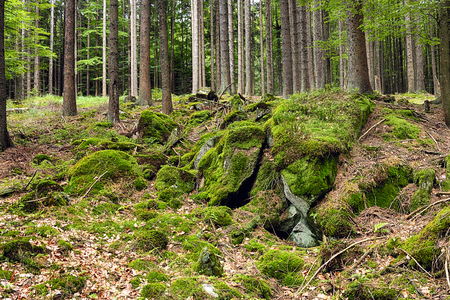 The primeval forest with mossed ground and boulders-HDRの写真素材