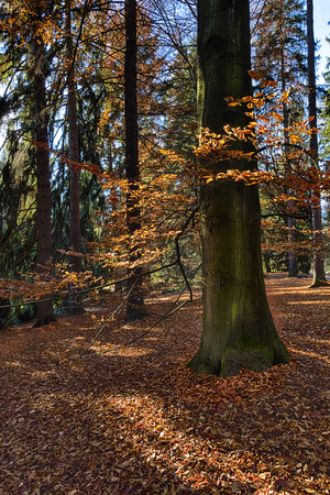 The old hornbeam forest in falls morningの写真素材