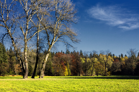 The hornbeam forest in falls morningの写真素材