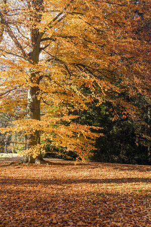 The leafy forest in the morning sunshineの写真素材
