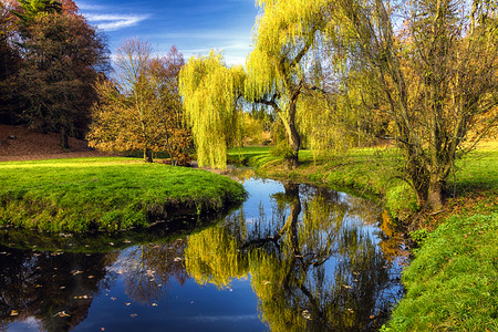 Willow tree by the Pond with the mirroring on the surfaceの写真素材