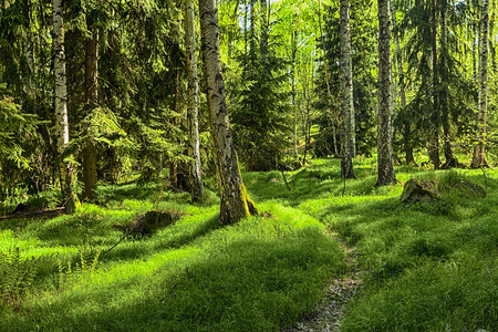 The primeval Spruce and Birch forest with grass on groundの写真素材