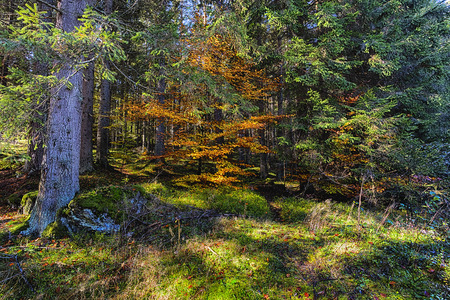 The old spruce forest in falls morningの写真素材