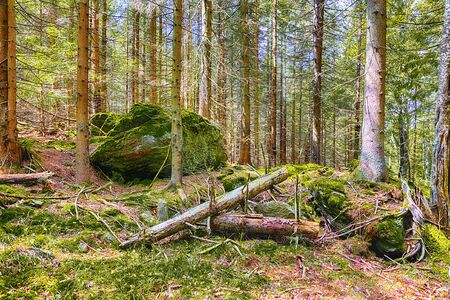 The primeval forest with mossed ground and old branches - HDR
の写真素材