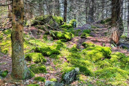 The primeval forest with mossed ground and old branches - HDR
の写真素材