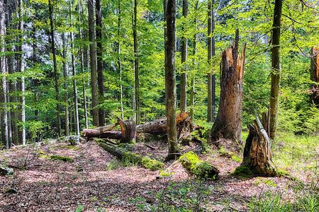 The primeval forest with mossed ground and old branches - HDR
の写真素材