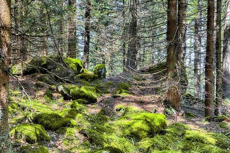 The primeval forest with mossed ground and old branches - HDR
の写真素材