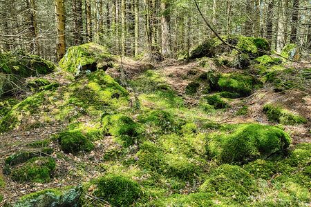 The primeval forest with mossed ground and old branches - HDR
の写真素材