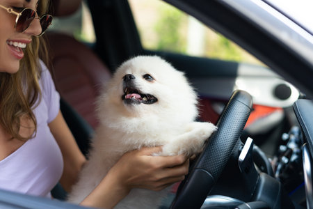 A happy woman and a dog in a car on a summer trip. Cute pomeranian spitz. Vacation with a pet.の写真素材
