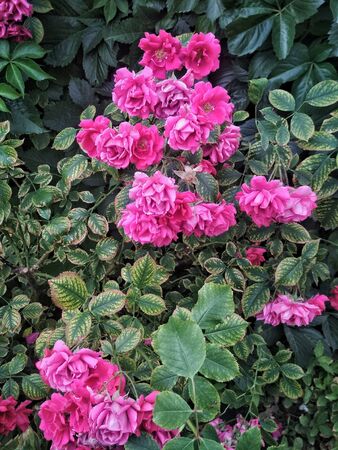 The photo shows raspberry-colored family rose bushes in the daytime. In abundance of leaves. Season spring, summer. Flowers at the peak of flowering.のeditorial素材