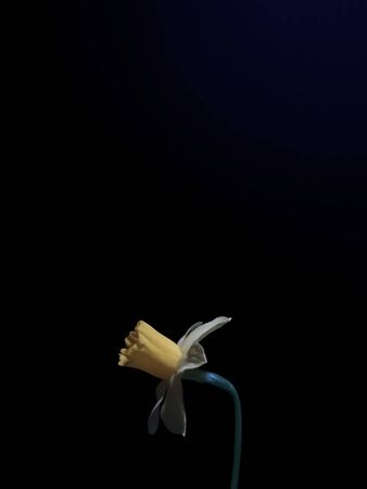 Yellow daffodil on a black backgroundの写真素材
