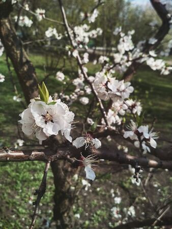 Spring flowering. The photo shows a close-up of a branch of a flowering tree, overgrown with littles of small five-petalled white flowers. Made in the daytime on a spring day in the orchardの写真素材