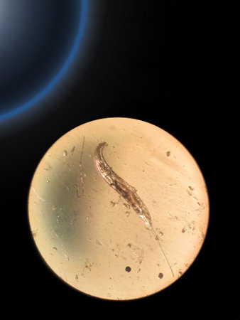 Zoological specimen of a roundworm under a microscope
