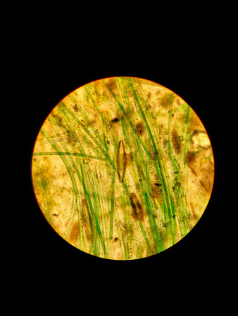 Dirty water sample under a microscope. Sample of dirty water through a microscope. Blue-green and diatoms. Dominated by the navicula and the oscillatorの写真素材