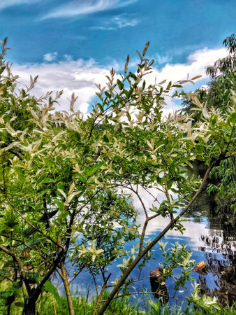 Summer landscape. Lake with coastal vegetation. Scenery. Summer sunny, cloudy day. Trees and coastal...