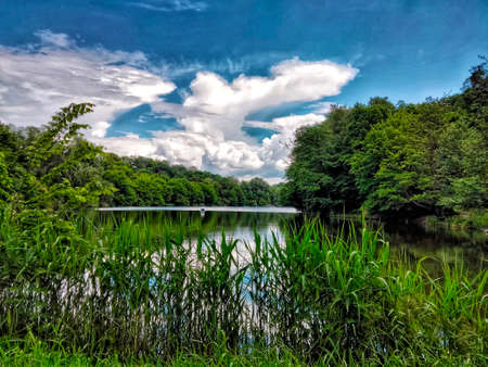 Summer landscape. Lake with coastal vegetation. Scenery. Summer sunny, cloudy day. Trees and coastal vegetation near the lakeの写真素材
