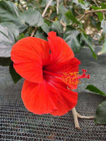 red hibiscus flower in the garden with green leaf background