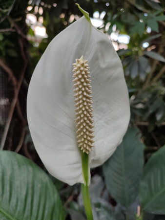White Spathiphyllum flower in botanical garden.