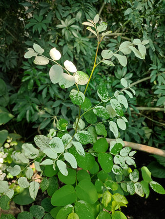 Moringa oleifera plant with green leaves and white flowers.