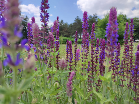 Salvia officinalis or salvia officinalis blooming in summer garden