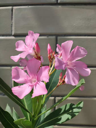 pink oleander flowers on the background of a brick wall