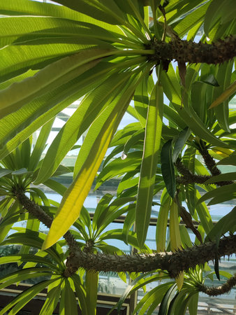 Green leaves of a palm tree in a tropical botanical garden.