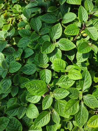 Green leaves background. Green leaves background. Green leaves texture. Green leaves background.