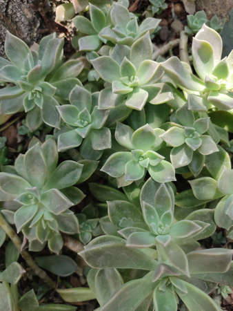 Succulent plant close-up. Succulent background.の写真素材