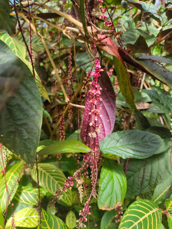 Interesting tropical plant with drooping red leaves and small pink flowers in spike inflorescence